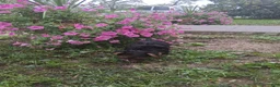 Yorkshire Terrier dogs for sale: Alena - Ad 3