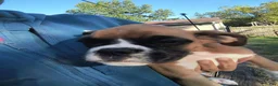Boxer dogs for sale: Boxer 5 - Ad 1