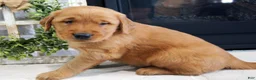 Golden Retriever dogs for sale: Max - Ad 5