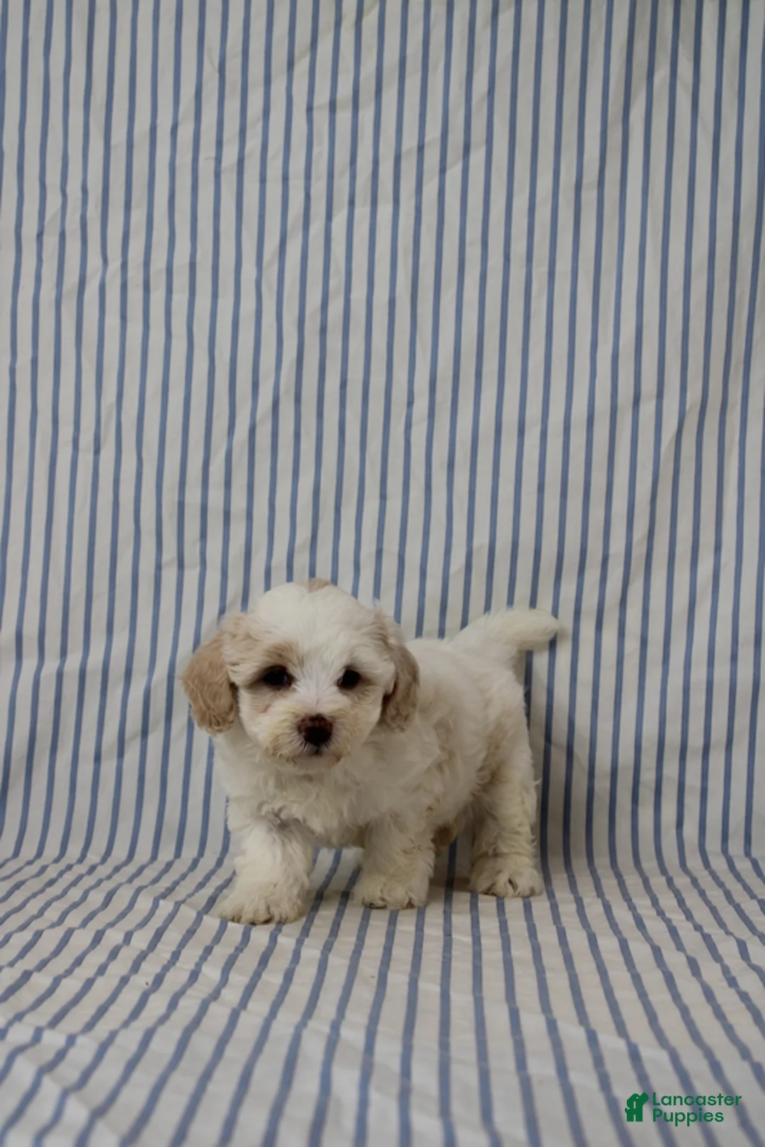 Maltipoo dogs for sale: Jana - Ad 4
