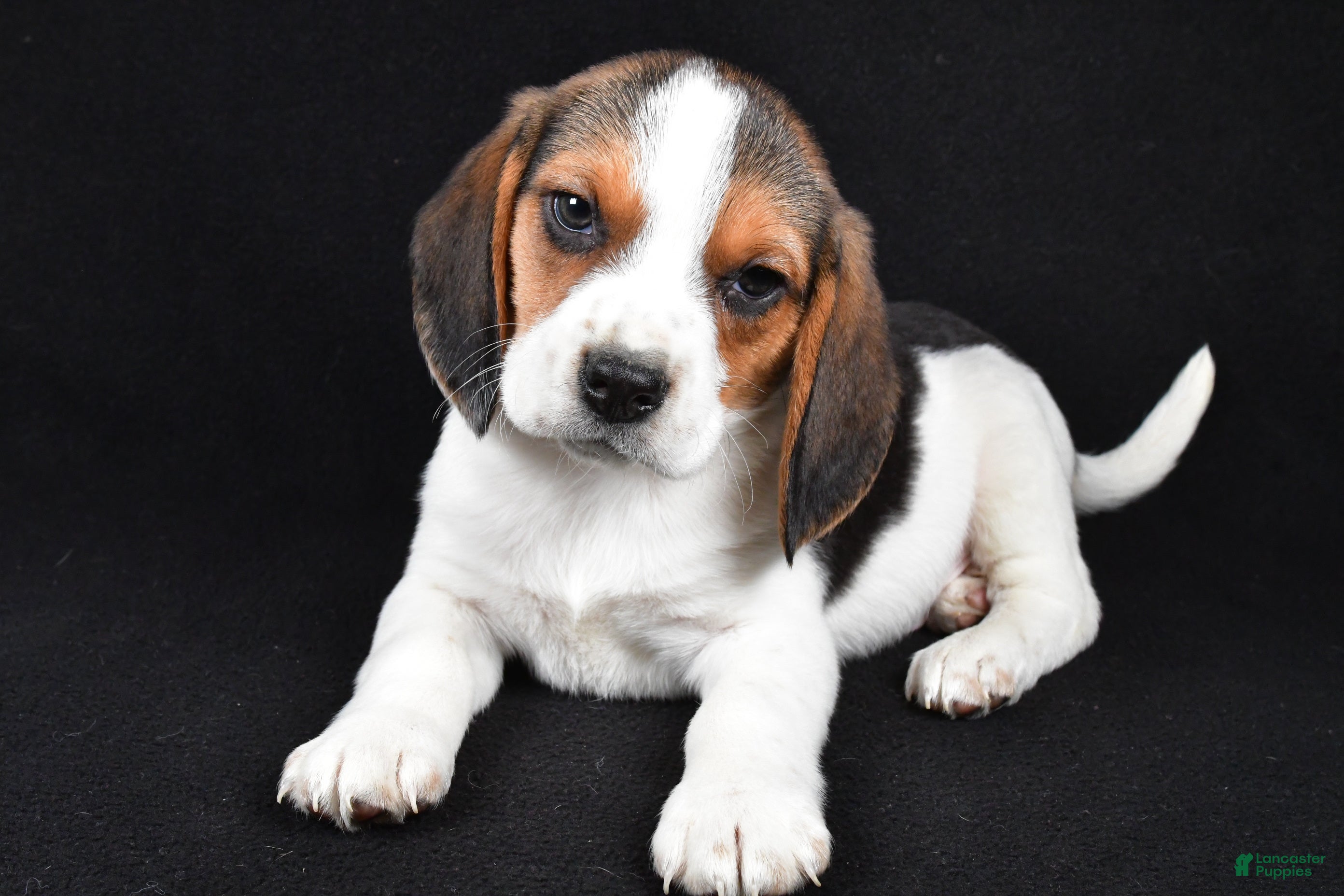 Beagle dogs Ace - Ad 4