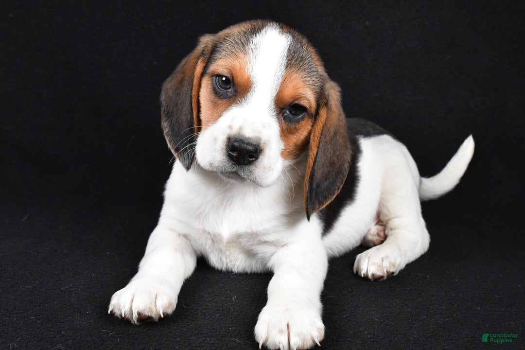 Beagle dogs for sale: Ace - Ad 1