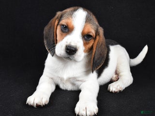 Beagle dogs Ace - Ad 1