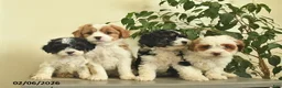 Cavapoo dogs for sale: Casper  - Ad 3
