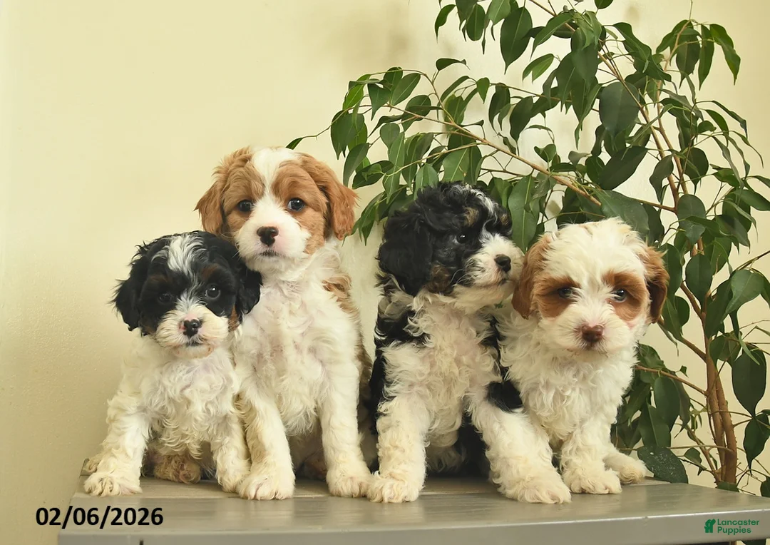 Cavapoo dogs for sale: Casper  - Ad 3