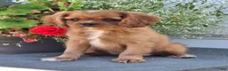 Cavalier King Charles Spaniel dogs for sale: Peanuts - Ad 4