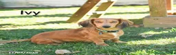 Dachshund dogs for sale: Tanner - Ad 6