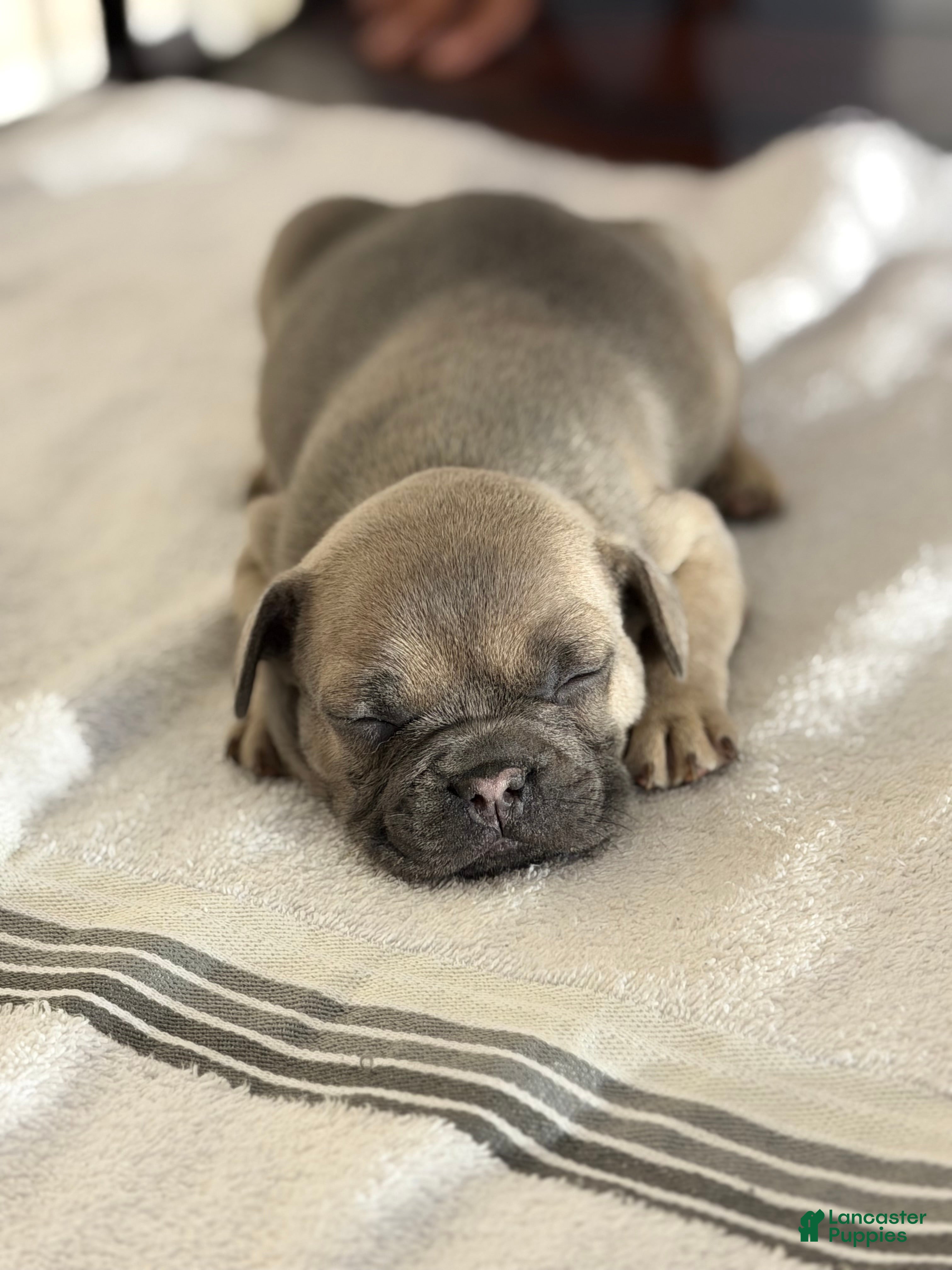 French Bulldog dogs French Bulldog Puppy 5 - Ad 28