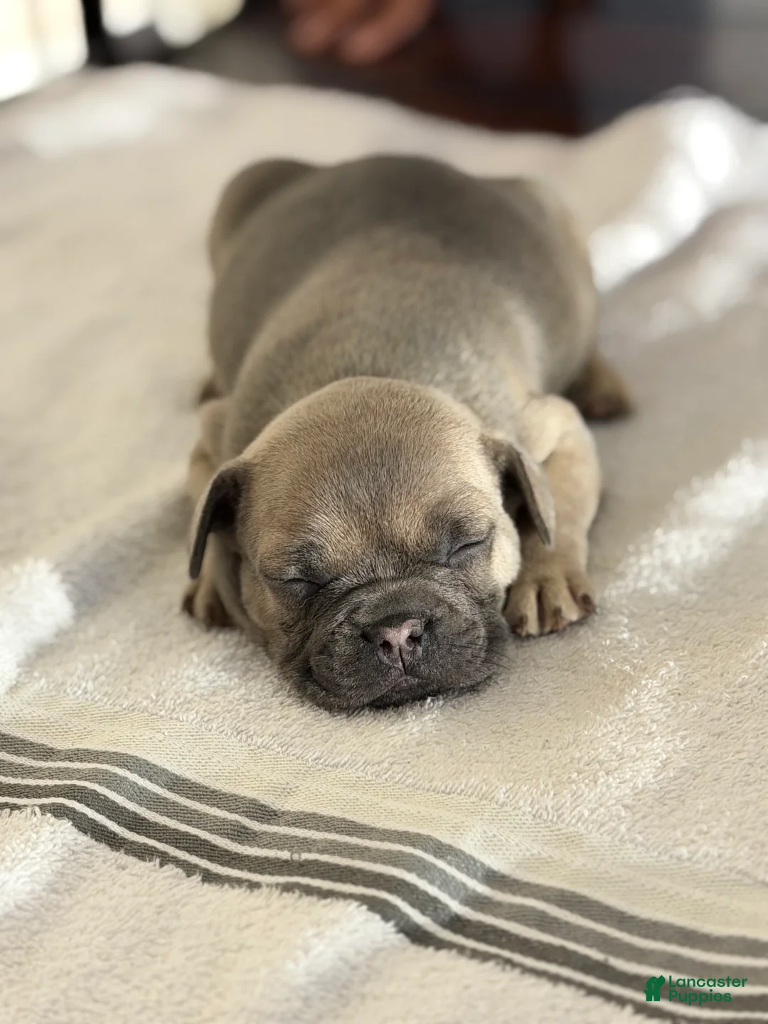 French Bulldog dogs for sale: French Bulldog Puppy 5 - Ad 1