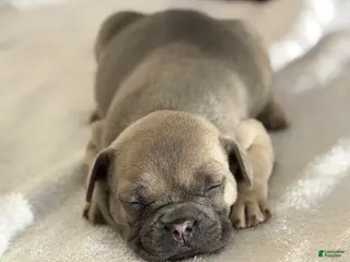 French Bulldog dogs French Bulldog Puppy 5 - Ad 35