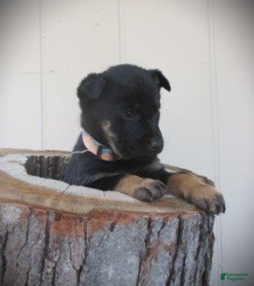 Mixed Breed dogs Willow - Ad 2