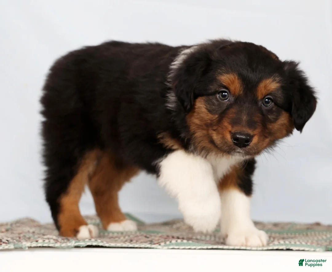 Australian Shepherd dogs for sale: Jesse - Ad 3