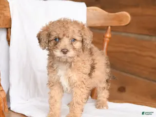 Miniature Poodle dogs for sale: Toby - Ad 1