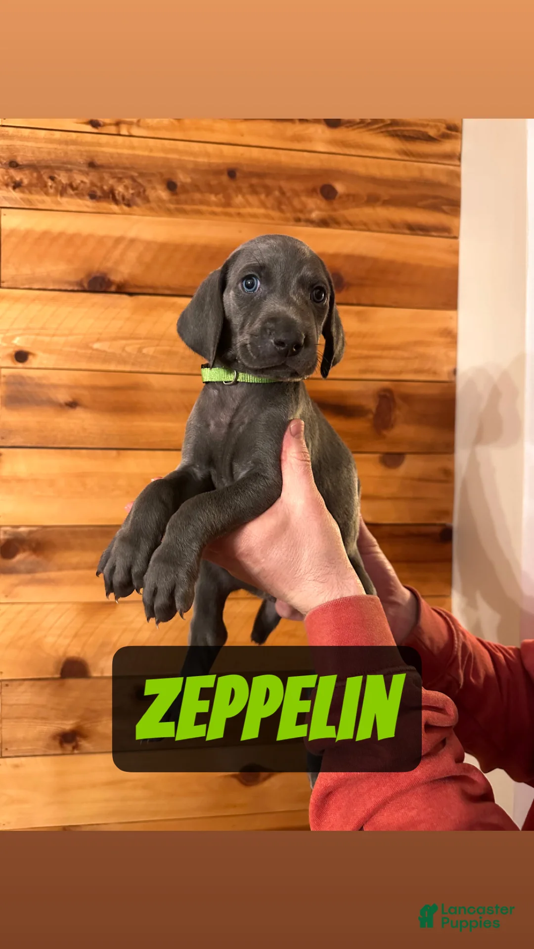Weimaraner dogs for sale: Zeppelin - Ad 1