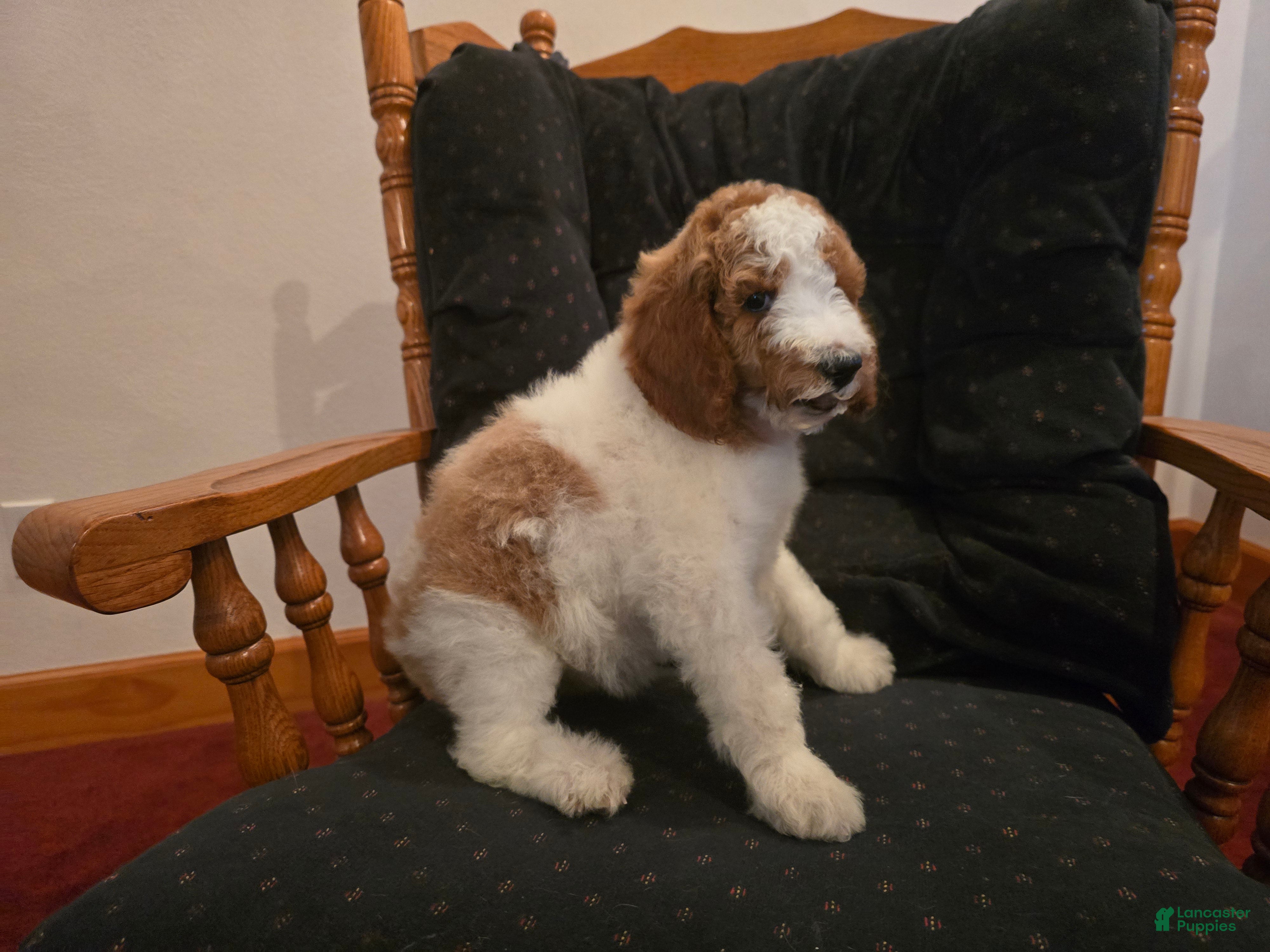 Standard Poodle dogs Rose - Ad 31
