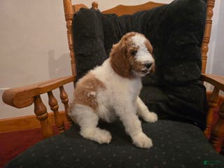 Standard Poodle dogs Rose - Ad 42