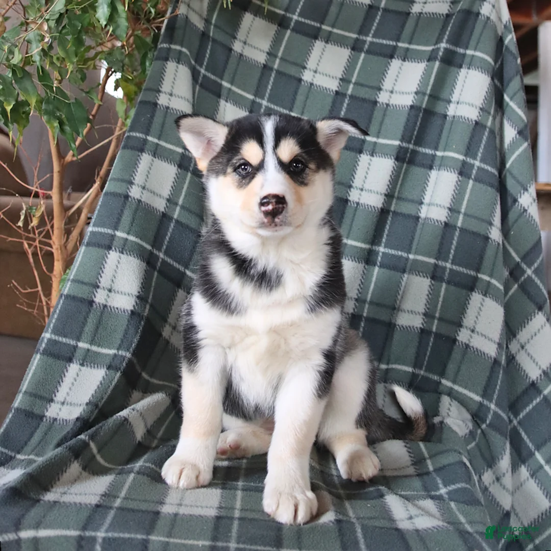 Mixed Breed dogs for sale: Saige - Ad 3