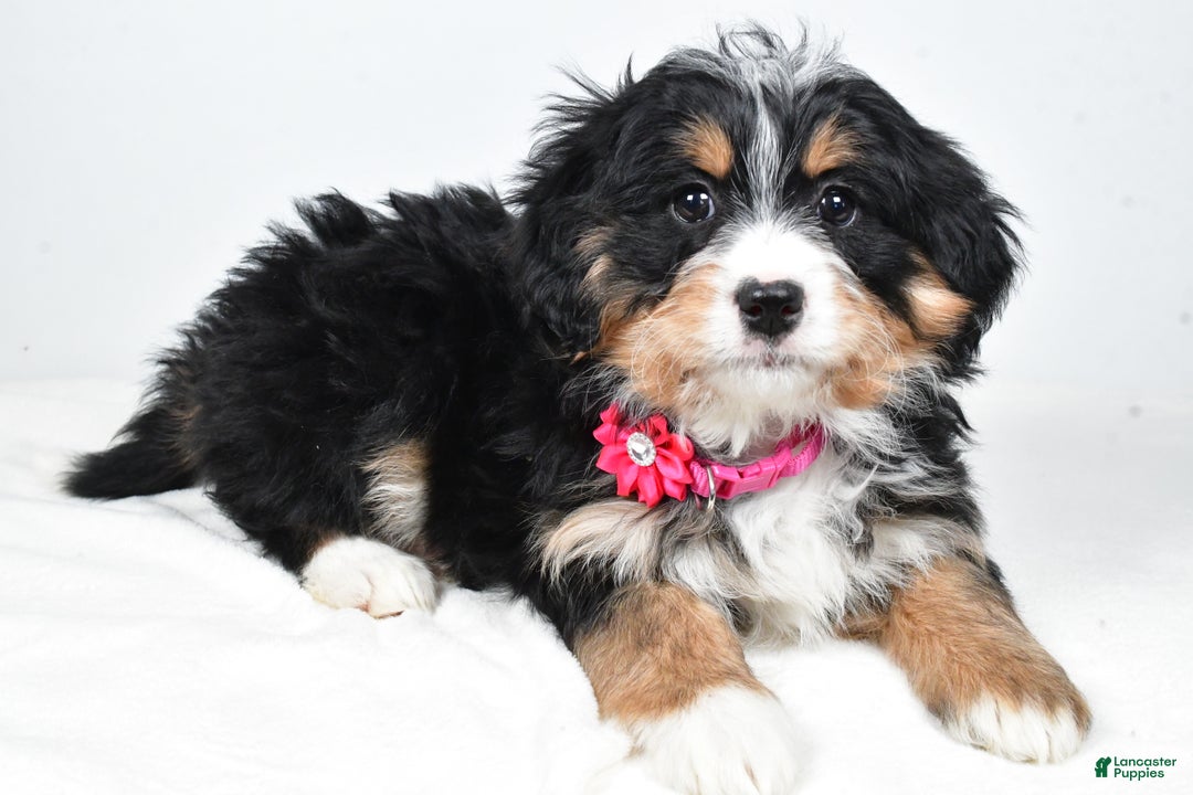 Mini Bernedoodle dogs for sale: Alisha - Ad 7