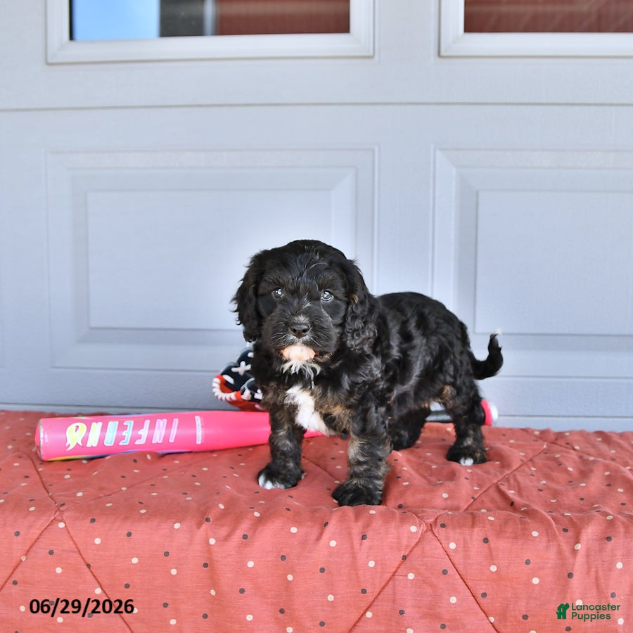 Mixed Breed dogs Rover - Ad 2