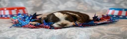 Havapoo dogs for sale: Ashley  - Ad 2