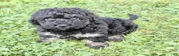 Cockapoo dogs for sale: Gavin - Ad 3