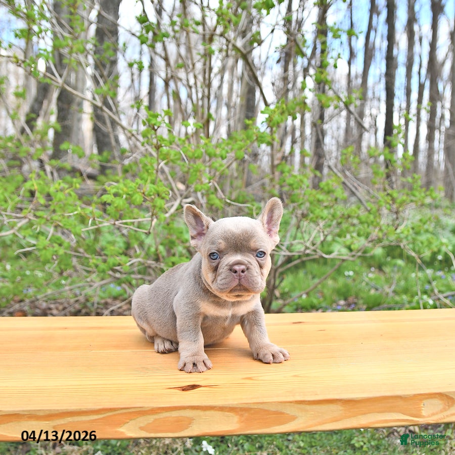 French Bulldog dogs Beau - Ad 2