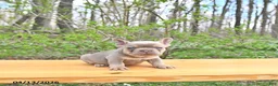 French Bulldog dogs for sale: Beau - Ad 3