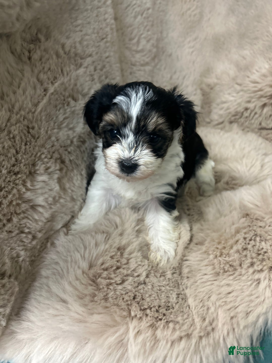 Morkie dogs for sale: Charlie - Ad 6