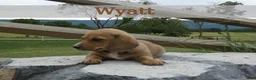 Dachshund dogs for sale: Wyatt - Ad 6