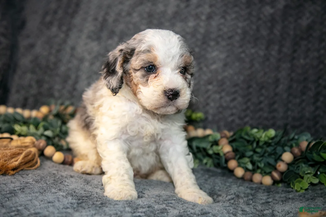 Mini Bernedoodle dogs for sale: Dylan - Ad 2