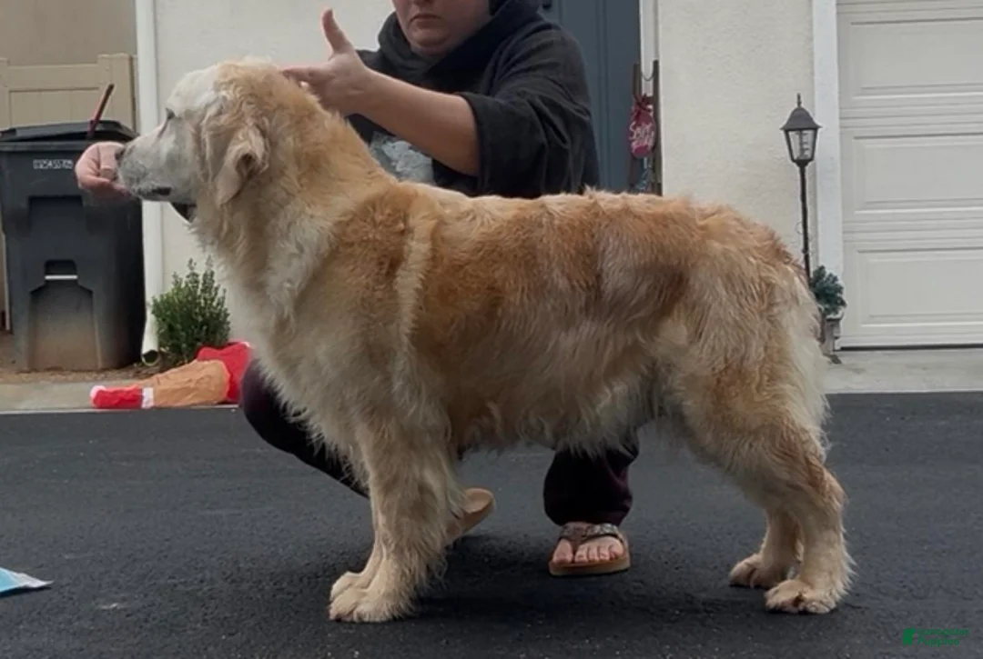 Golden Retriever dogs for sale: Teal girl - Ad 2