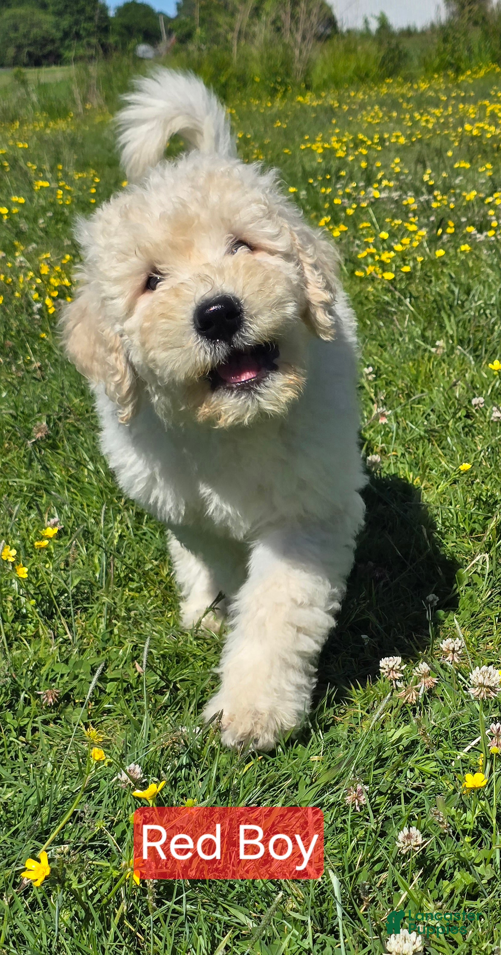 Komondor dogs Komondor red - Ad 2