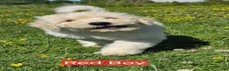Komondor dogs for sale: Komondor red - Ad 1