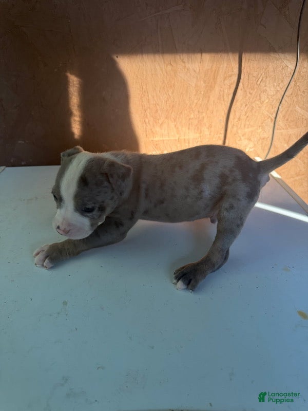 American Bully dogs for sale: American Bully 5 - Ad 18