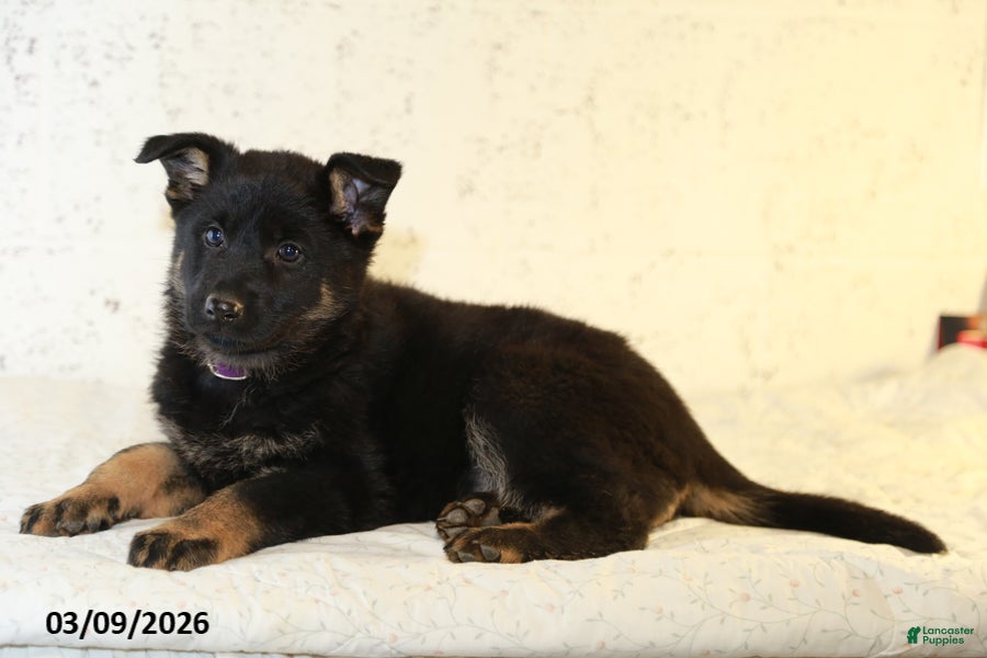 German Shepherd dogs Molly - Ad 2