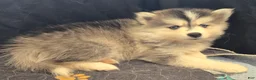 Pomsky dogs for sale: Grey mini - Ad 4