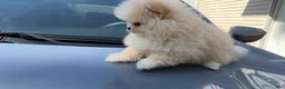Pomeranian dogs for sale: Pomeranian Puppy 2 - Ad 10