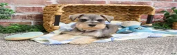Miniature Schnauzer dogs for sale: Trouper  - Ad 6