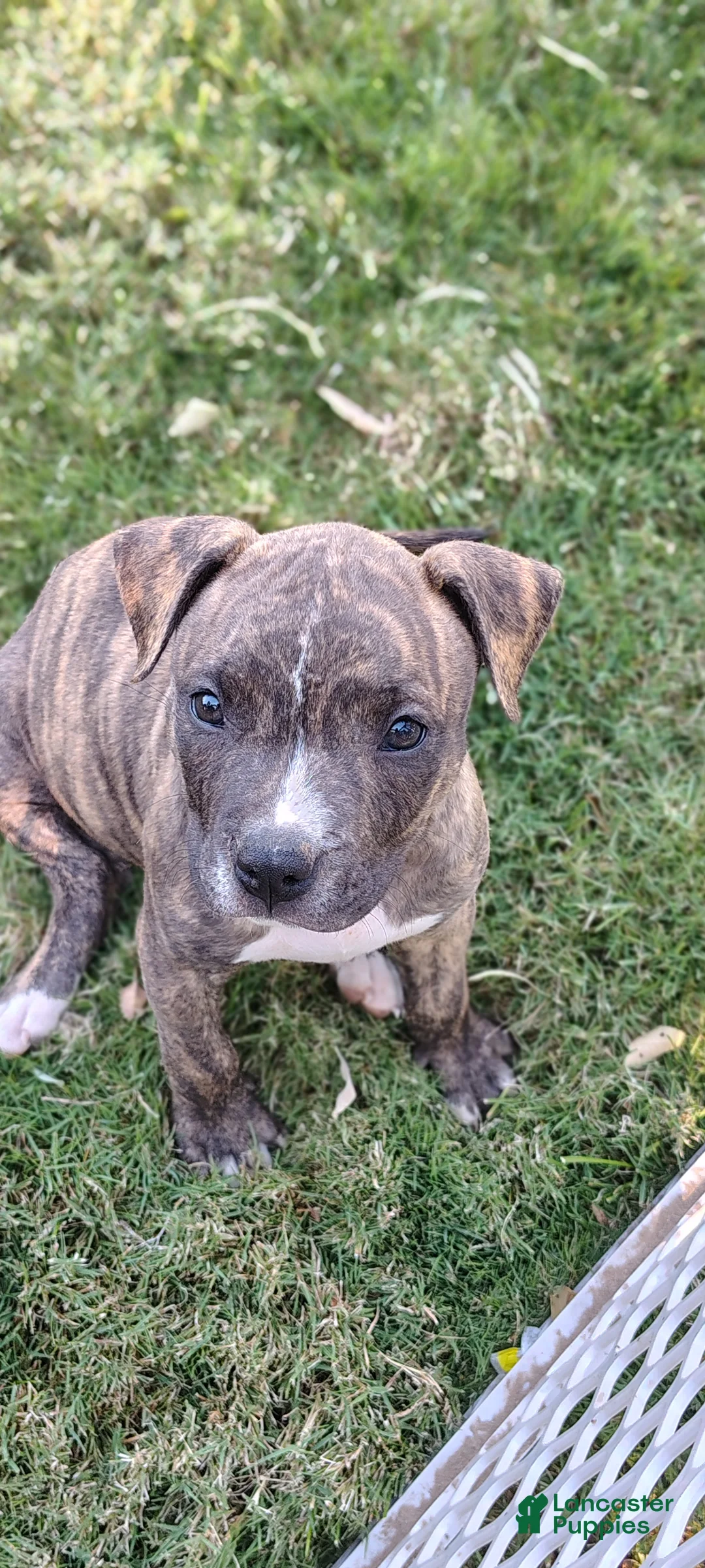 American Pit Bull Terrier dogs for sale: American Pit Bull Terrier 2 - Ad 1