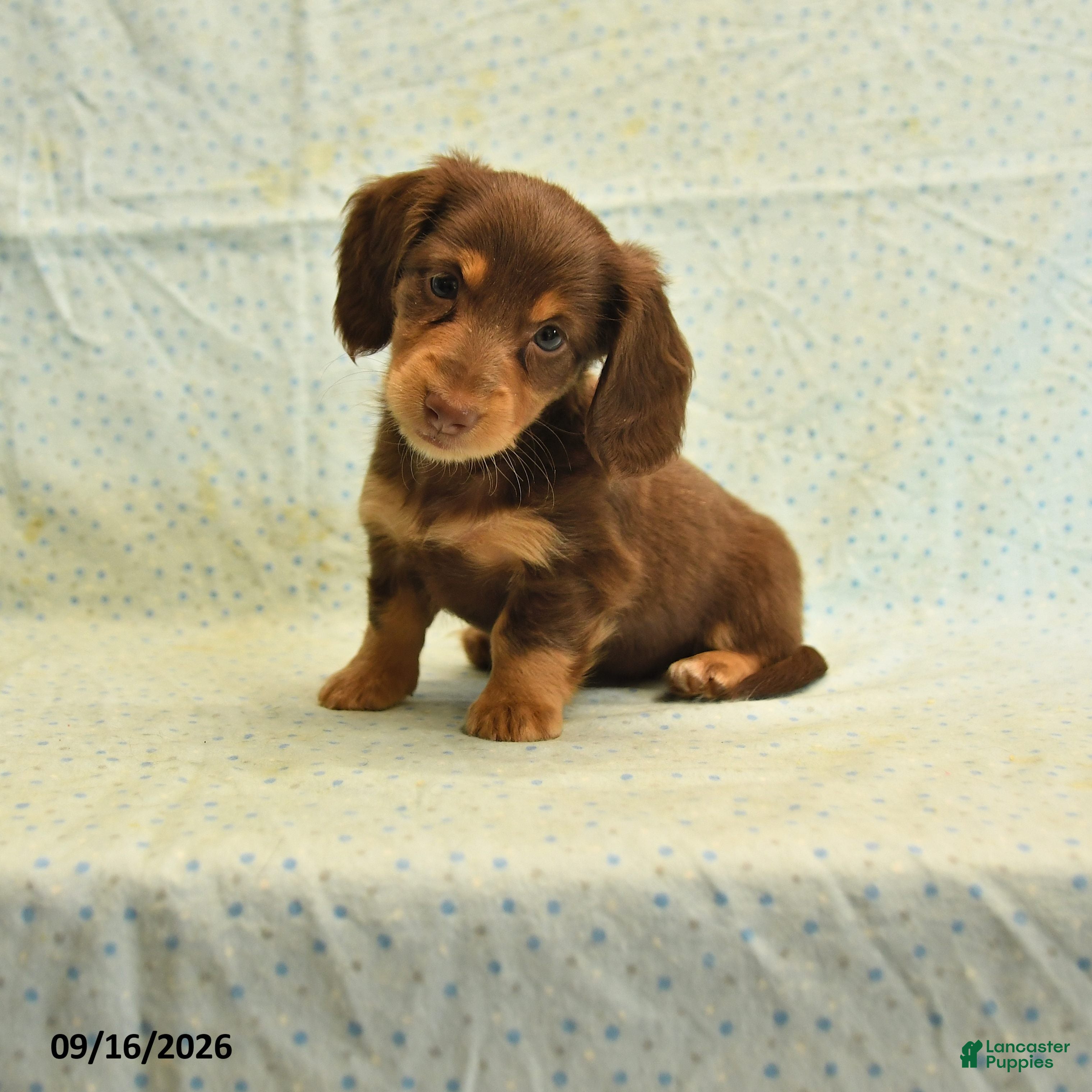 Dachshund dogs Sandy - Ad 1