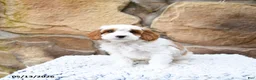Cavapoo dogs for sale: Marshmallow - Ad 12