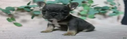 French Bulldog dogs for sale: Delilah  - Ad 6
