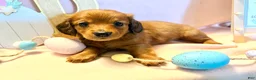 Dachshund dogs for sale: Sunny  - Ad 1