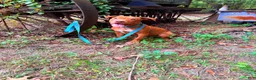 American Bully dogs for sale: Rose Red 🌹America Bully  - Ad 4