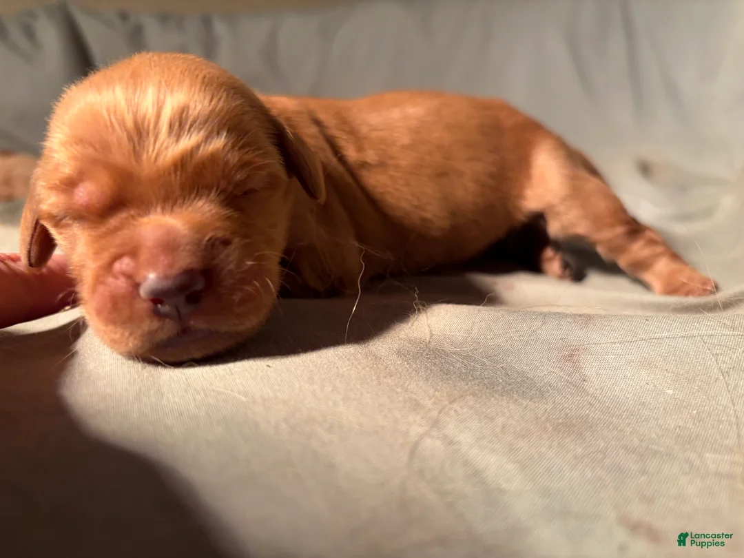 Golden Retriever dogs for sale: Bruno  - Ad 1