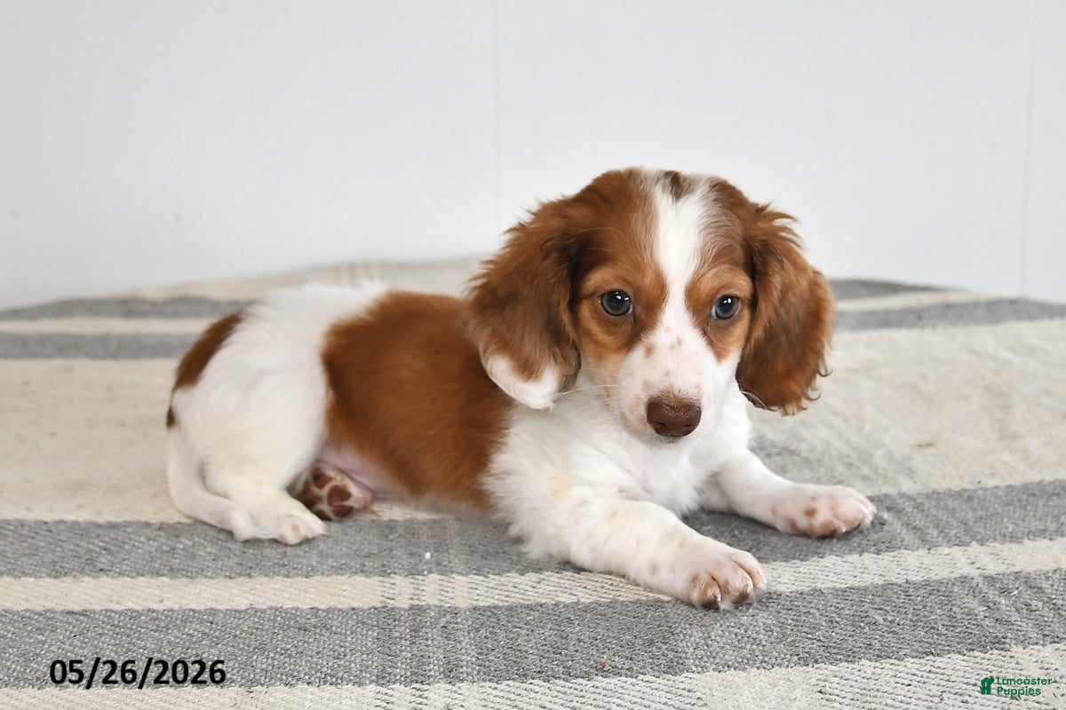Miniature Dachshund dogs Domino - Ad 2