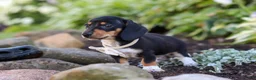 Miniature Dachshund dogs for sale: Duke - Ad 13