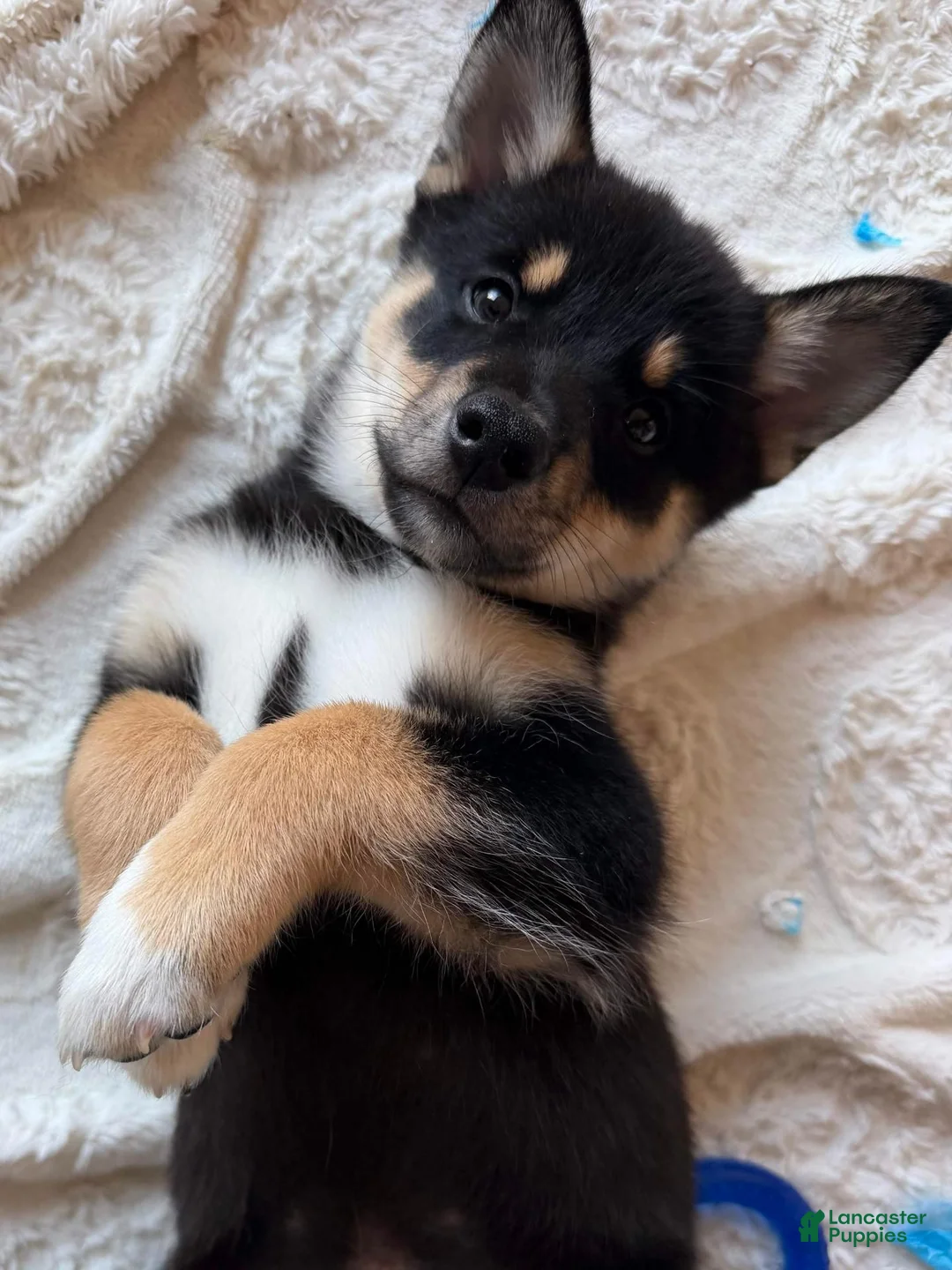 Pomsky dogs for sale: Sunshine - Ad 1