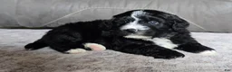 Mini Bernedoodle dogs for sale: Mini Blaze - Ad 13