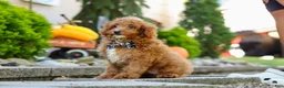 Cavapoo dogs for sale: Justin - Ad 7